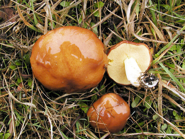 Первые маслята были уже замечены в Подмосковье. Фото: Nathan Wilson (nathan)/wikipedia.org/CC BY-SA 3.0