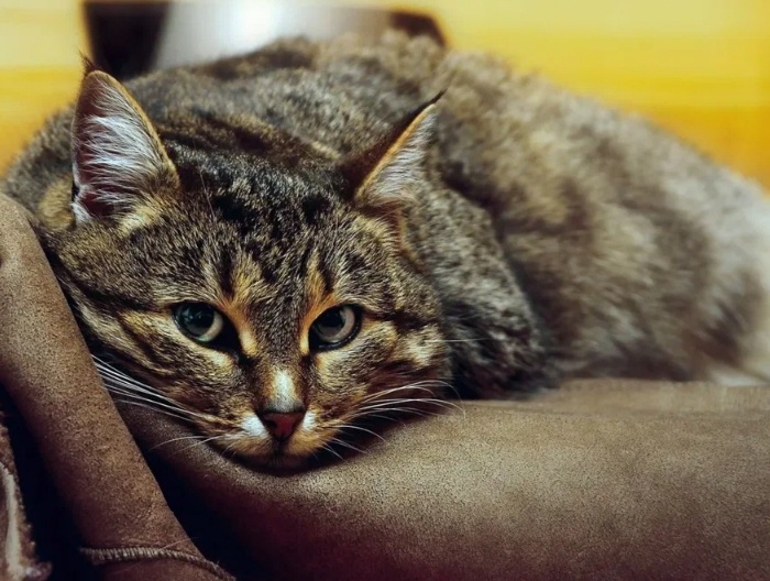 Узнает ли кошка хозяина после долгой разлуки