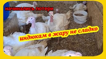 В жару беда с индюками! Минус один. С горячей подстилки срочно всех на землю.