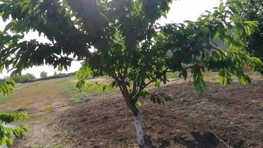 Черешне-вишневые заморочки... Вино из шелковицы и вишни.