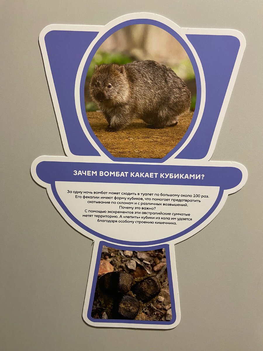 Зачем вомбат какает?