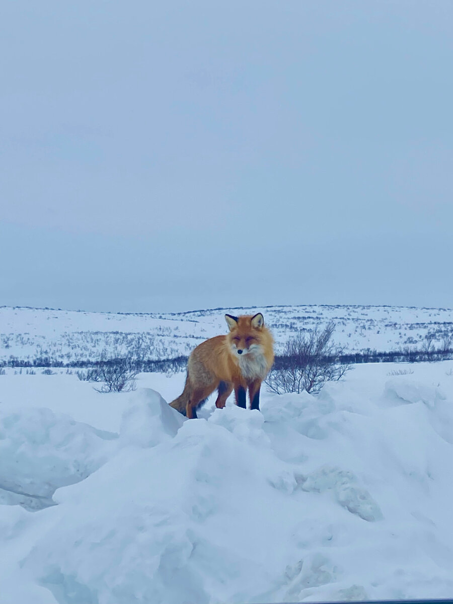 На пути в Териберку