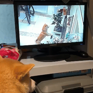 Когда совесть нечиста