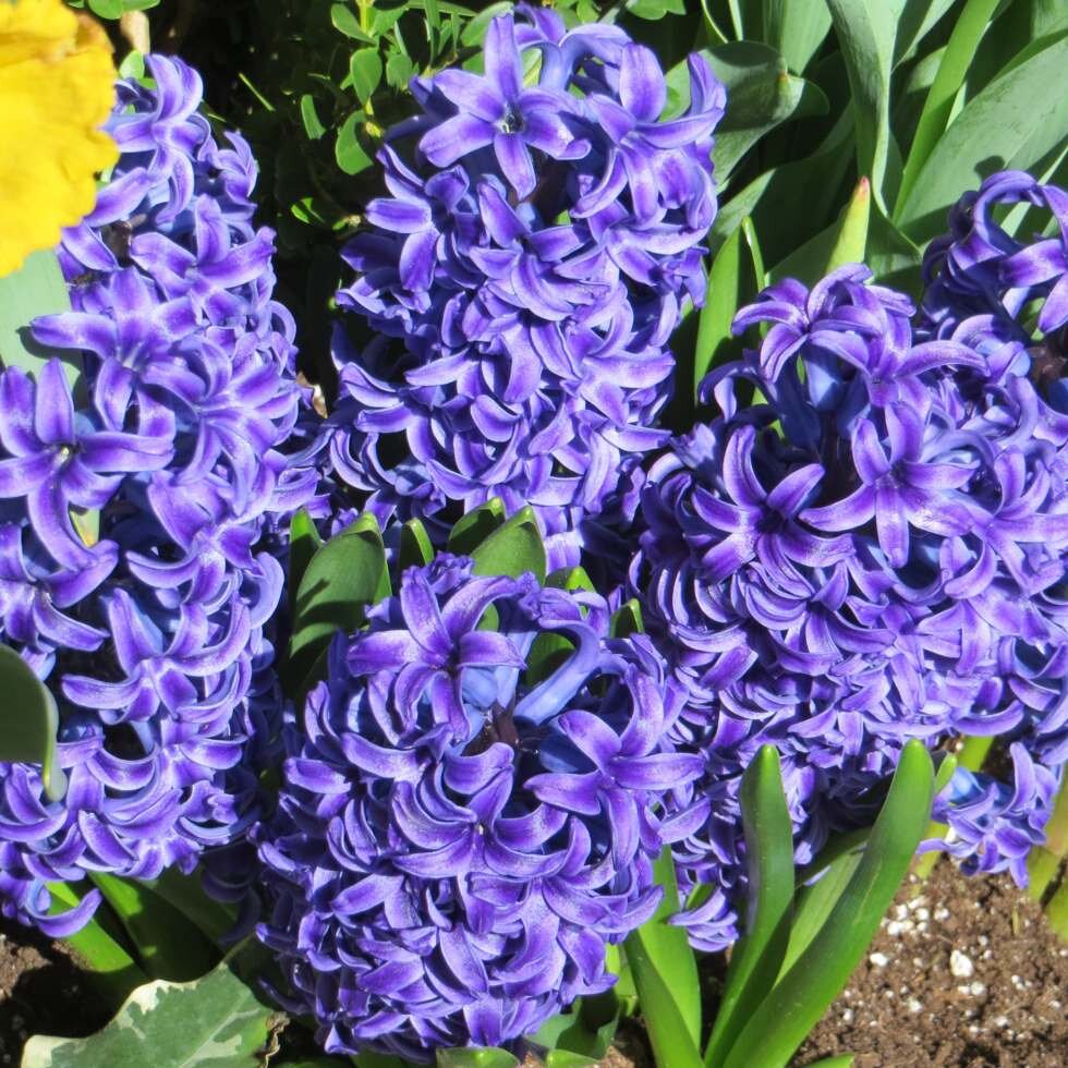    Гиацинты. Фото: Photorobus.ru