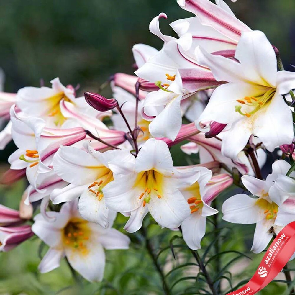   Луковицы лилии Регале от AzaliaNow