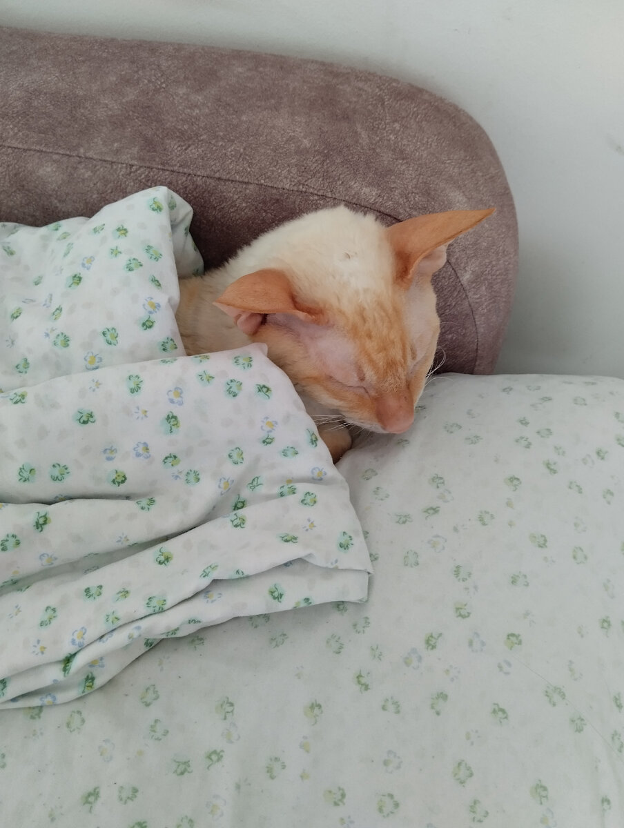 Белка спит на моей подушке. Белград.