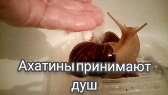 Улитки Ахатины принимают душ