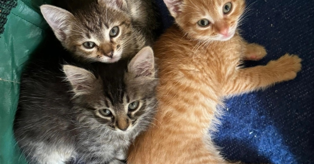 Очаровательный пушистики в самые любящие семьи 👨‍👩‍👧💜