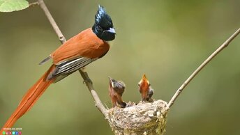 СБОРНИК КРАСИВЫХ МЕЛОДИЙ ,РЕЛАКСАЦИОННЫХ МЕЛОДИЙ ,МЕЛОДИЙ ДЛЯ ДУШИ!!!Подборка лучших композиций, дарящих истинное наслаждение