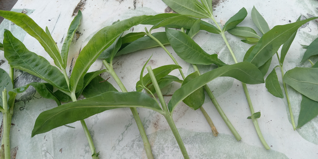 Как правильно черенковать резные группы растений, и что сделать, чтобы черенки прижились. Много фото