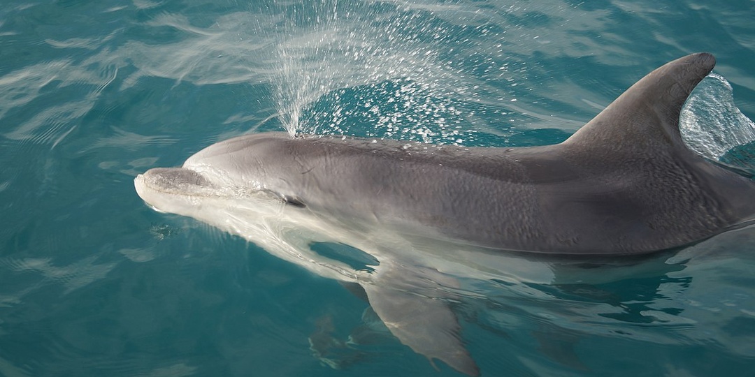 Каких дельфинов можно встретить в Чёрном море?