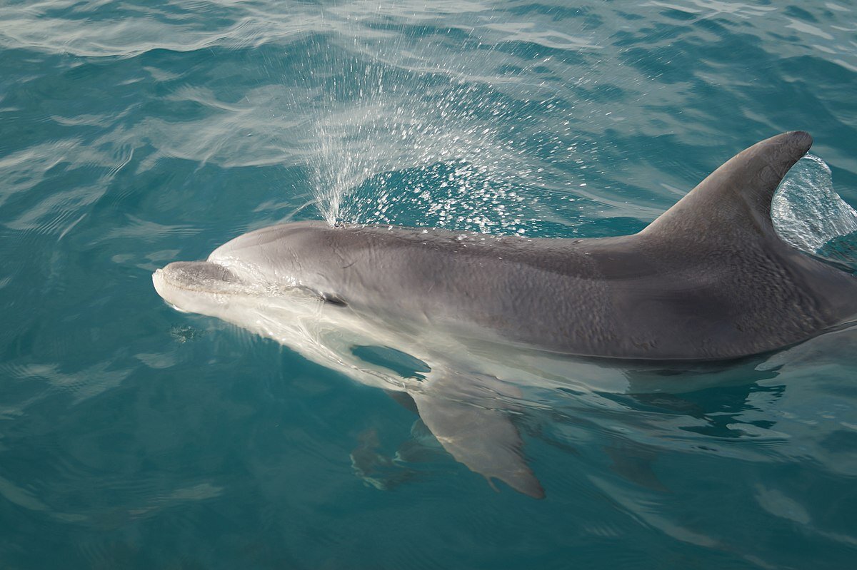 Дельфин афалина (Tursiops truncatus) (Wikipedia, автор Cloudette-90, лицензия Creative Commons)