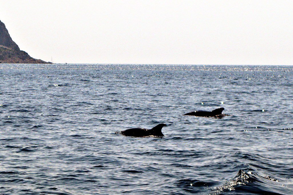 Дельфины в Черном море (автор Эдвард Гудков, лицензия Creative Commons)