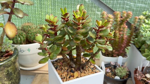 Судьба Crassula ovata Crosby's Compact, героини видео о том, какие сюрпризы могут скрываться в транспортировочном грунте