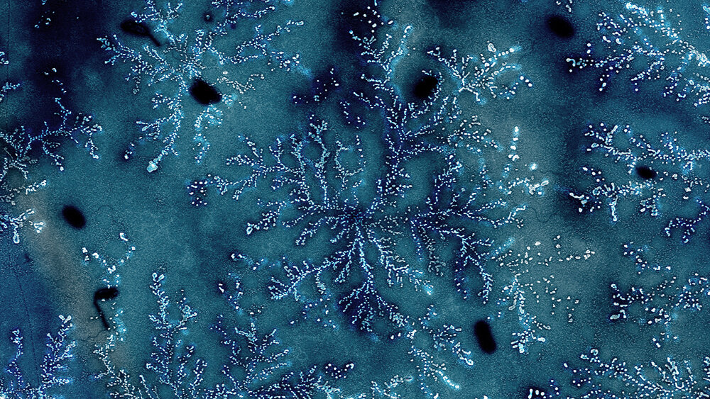    Альбумин, нанесенный на пленку золота на SiO2. Фото: Казакова Ева