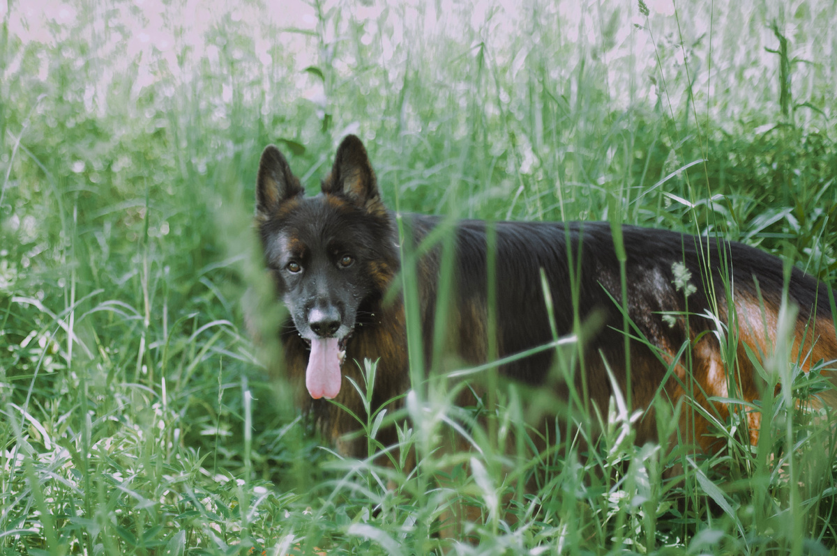 Немецкая овчарка по кличке Локи на прогулке в лесу