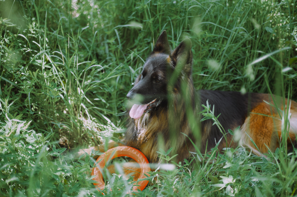 Немецкая овчарка по кличке Локи на прогулке в лесу 