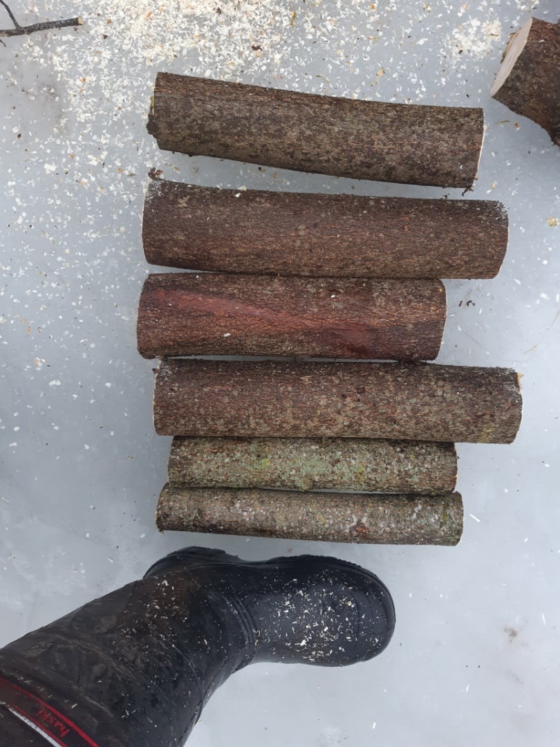 Чурочки черемуховые. 