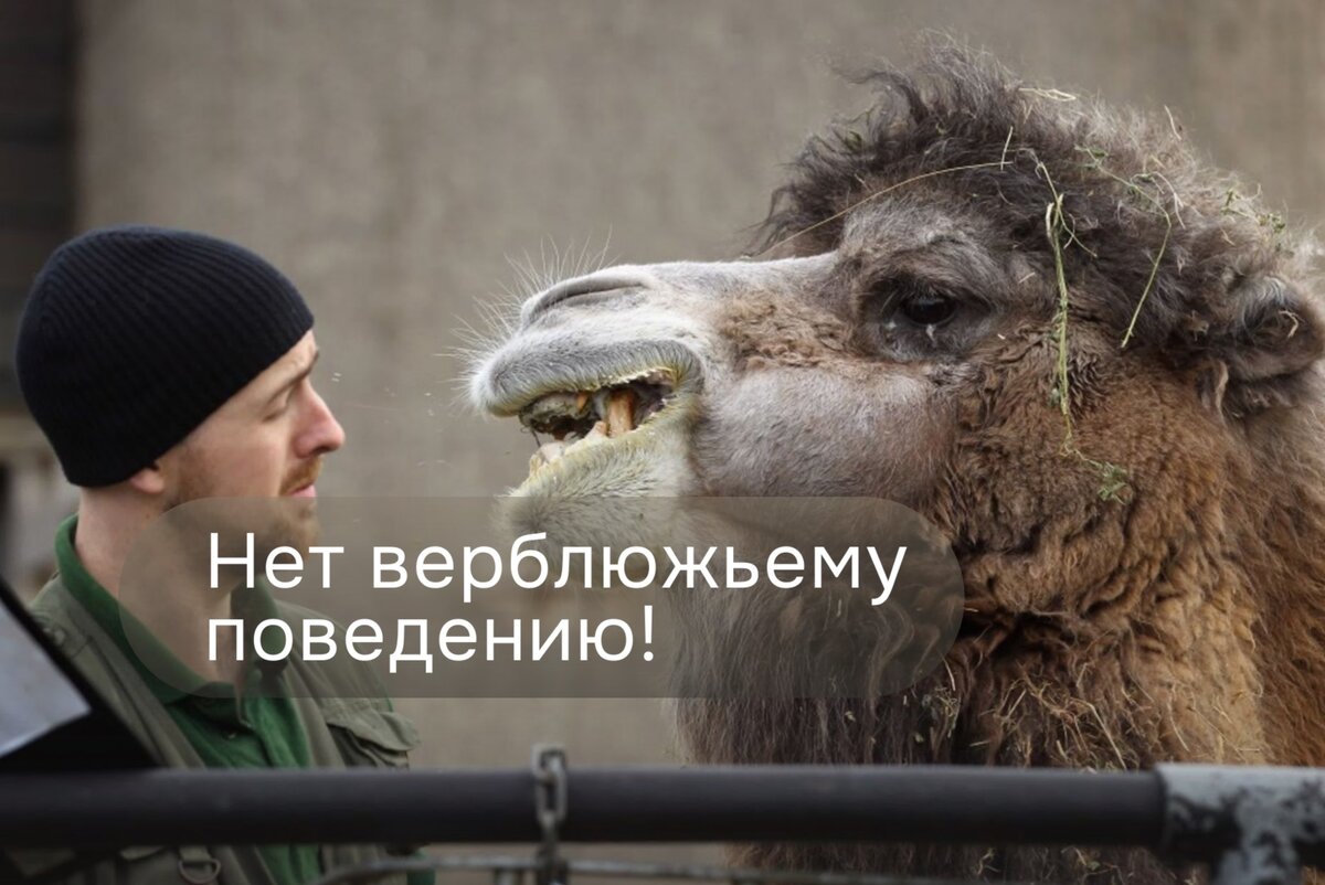 Источник фото - animals.pibig.info