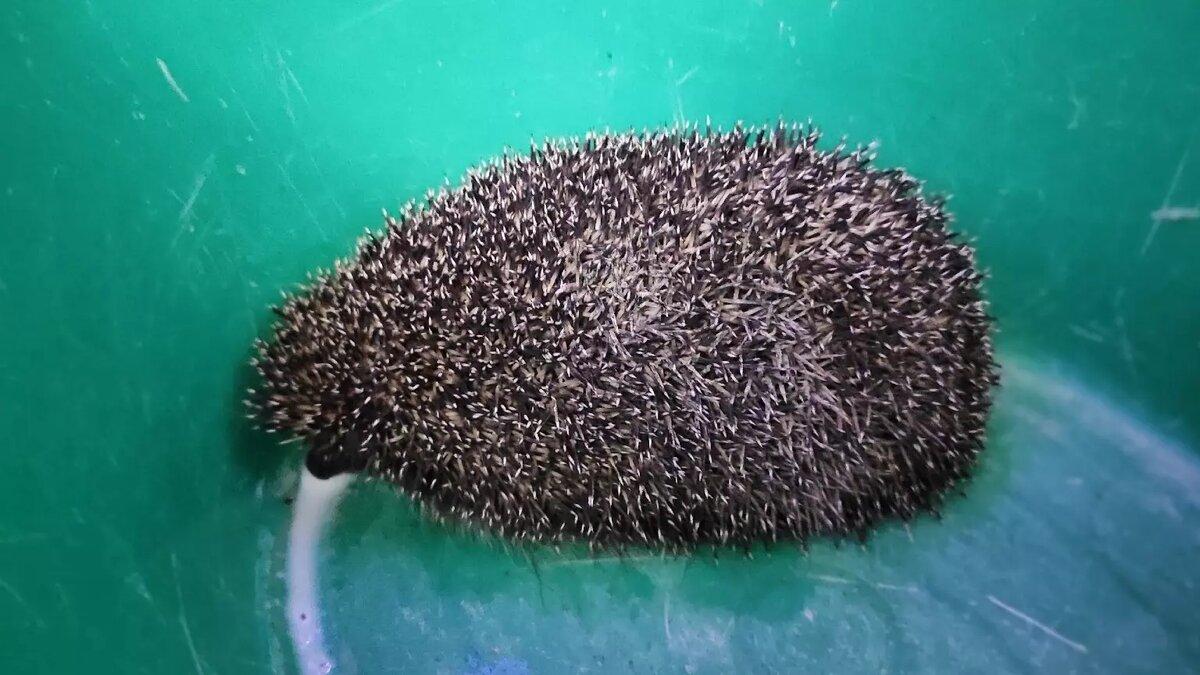     Источник: newsnn.ru