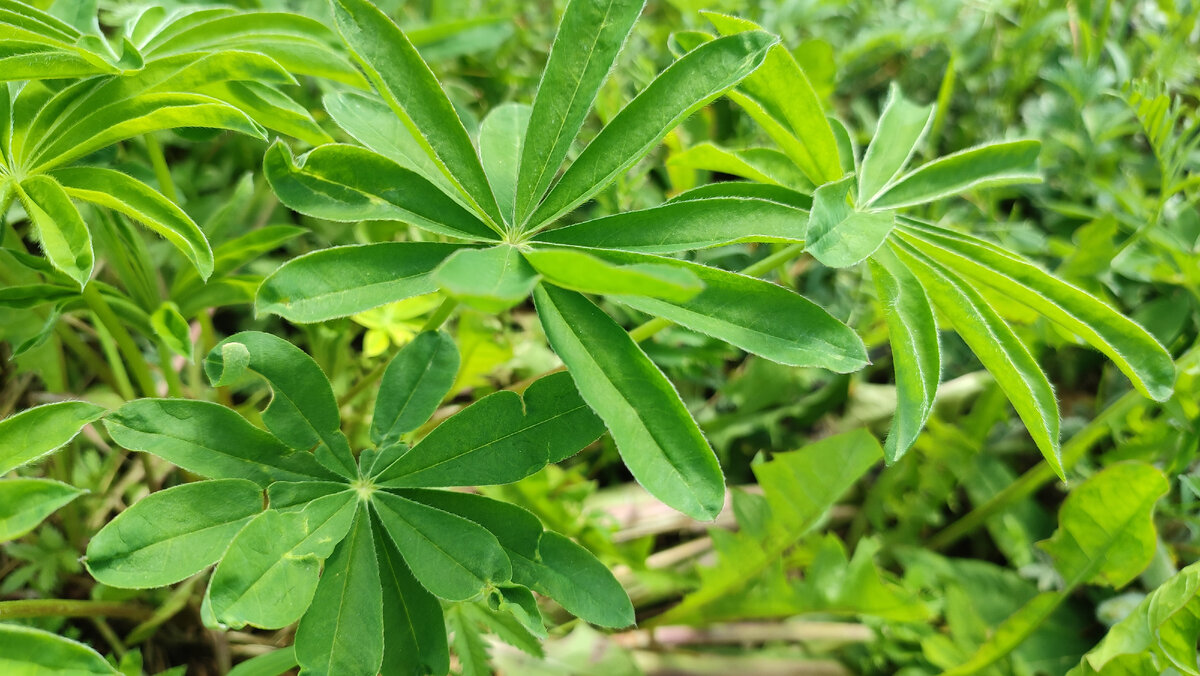 Красивое летнее поле