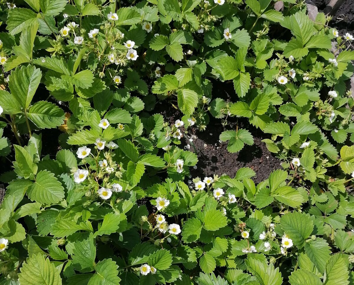 а цветет-то хорошо...