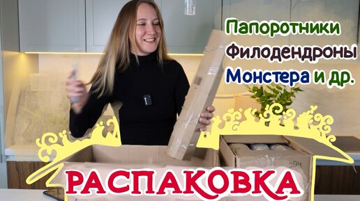 Большая РАСПАКОВКА РАСТЕНИЙ | Папоротники, филодендроны, монстера, бегония и другое 💚