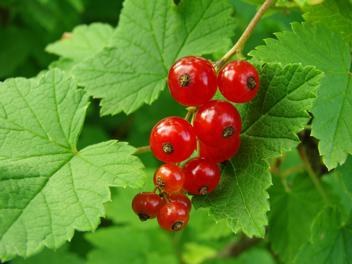    Красная смородина