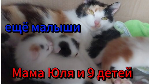 Самая терпеливая кошка 8 детей родила котят