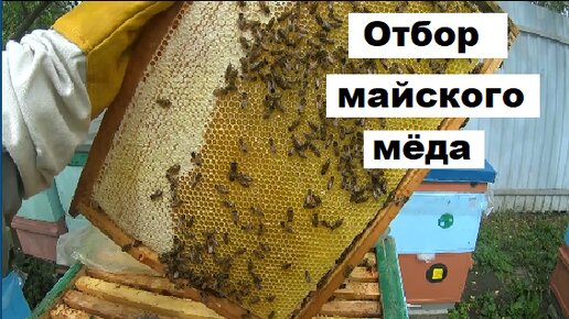 Отбор майского мёда 2024