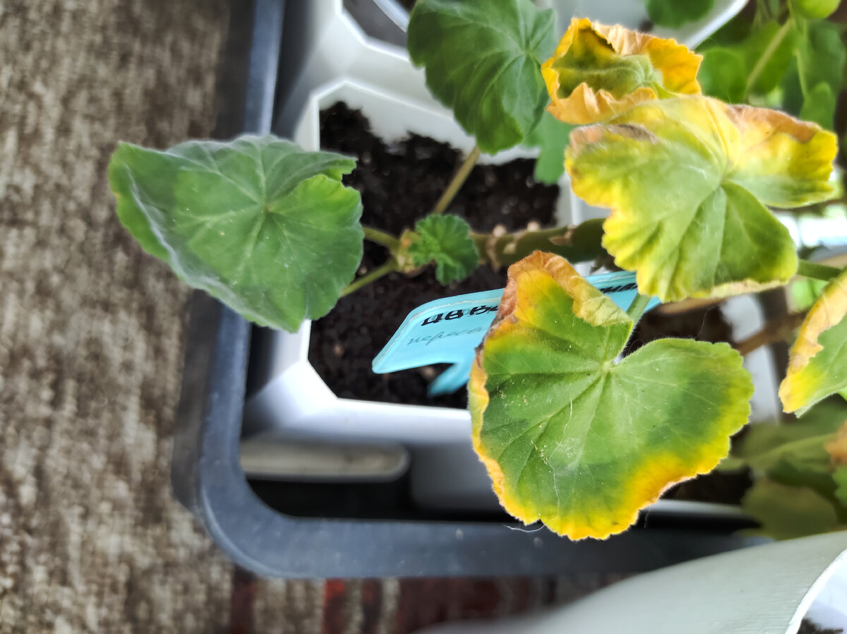 ИВ Вальс Монпансье 12.06.2024