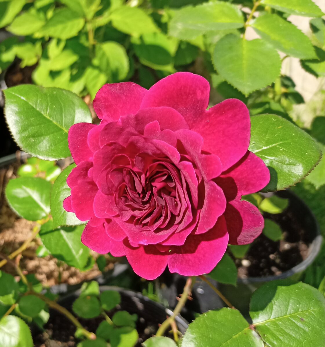 Английская роза селекции Дэвида Остина - Традескант (Tradescant). У меня пока растет в горшке, ещё не нашла ей место. 