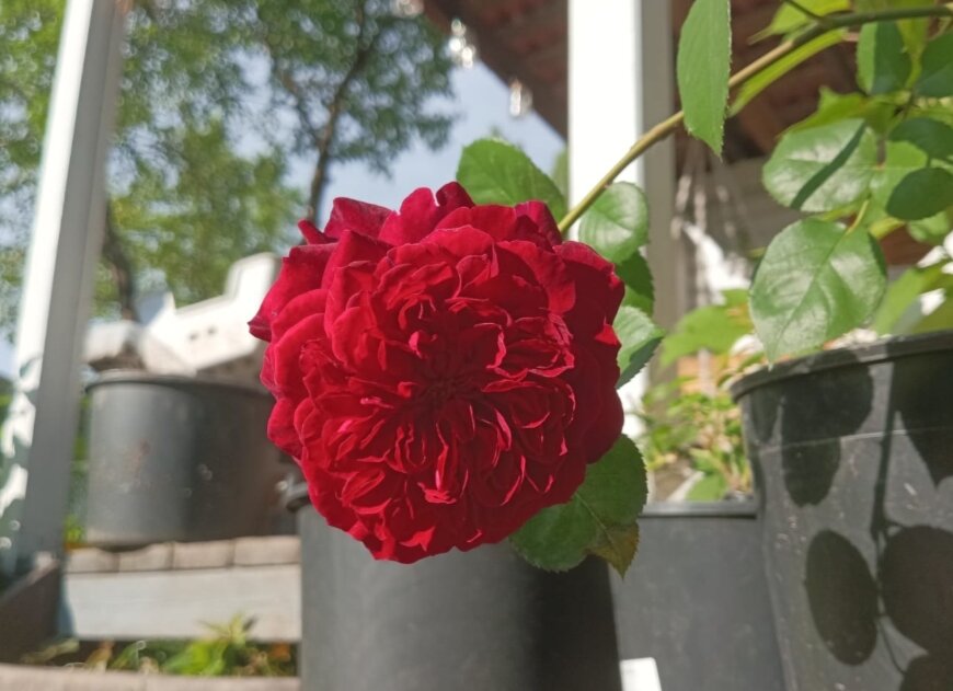 В начале цветения она темно-красная, но со временем темнеет. Повторноцветущая. Цветок держит четыре-пять дней. Самая темная из остинок. 