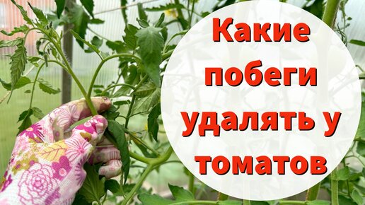 КАКИЕ ПОБЕГИ УДАЛЯТЬ, А КАКИЕ ОСТАВЛЯТЬ. Основные правила формировки и пасынкования томатов