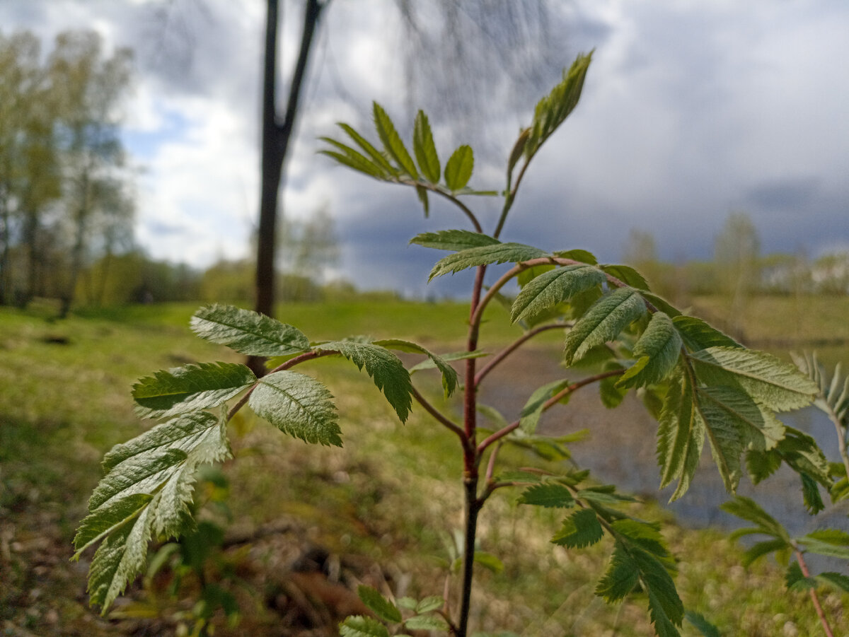 Весенние цвета на смоленских просторах. Листайте галерею