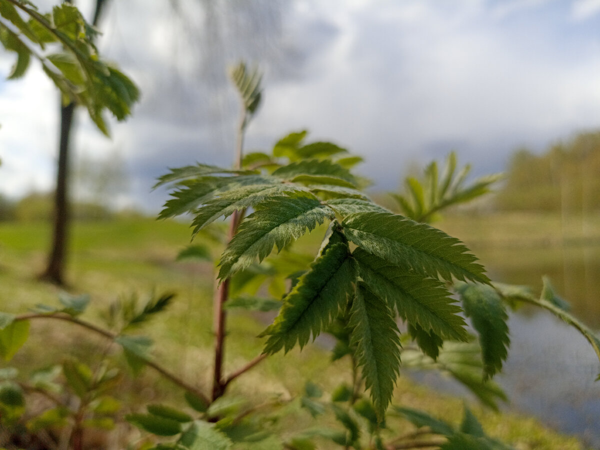 Весенние цвета на смоленских просторах
