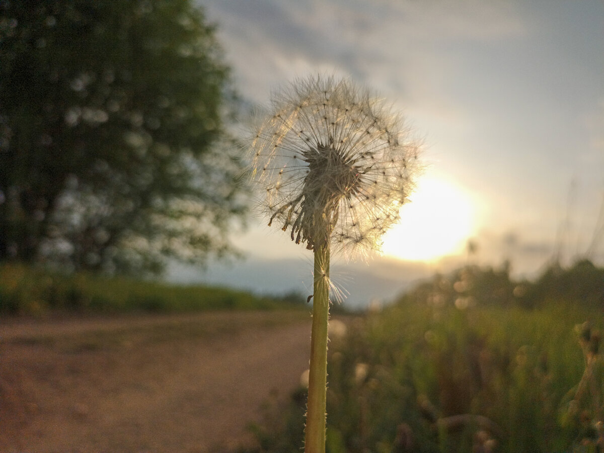 Одуванчик, закат и дорога