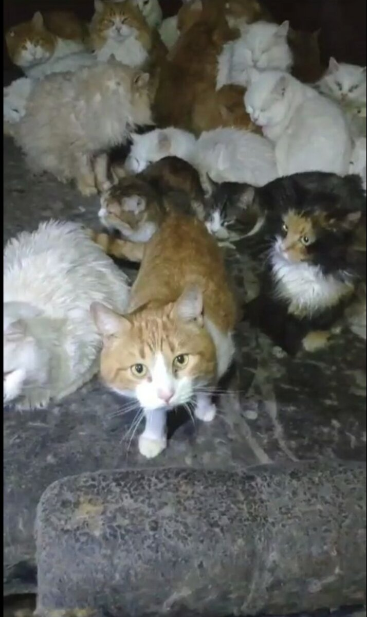 Часть кошек того дома