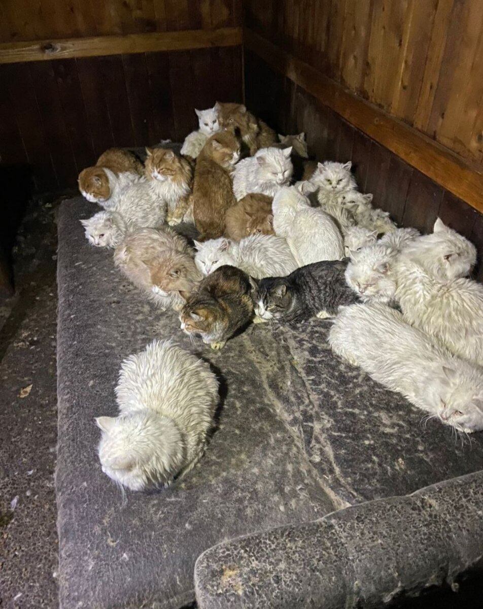 Их было больше 100