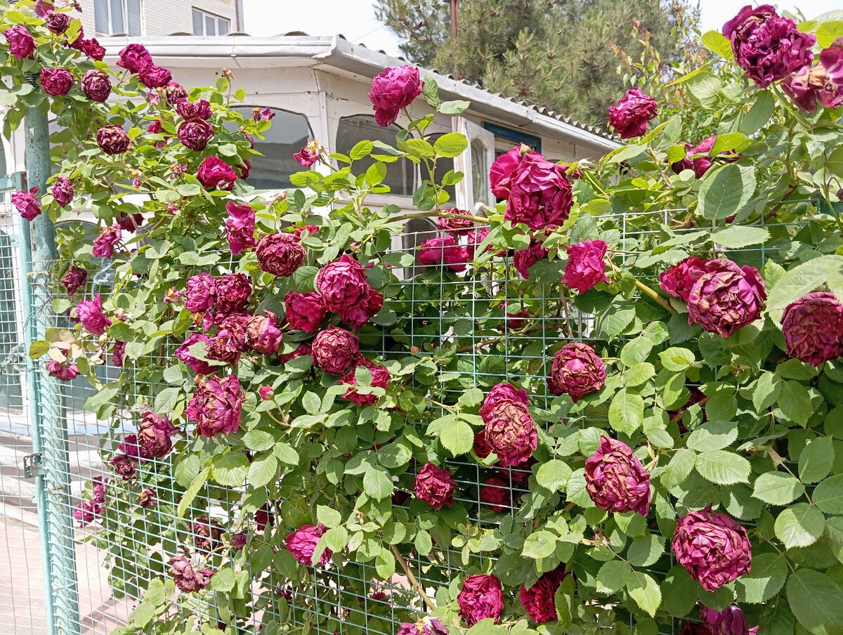 Возле дома растёт такая красота