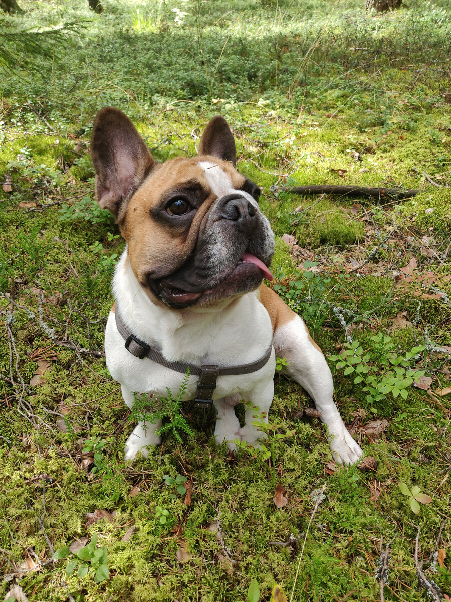 Порода булли. Старотипный боксер. Английский бульдог история породы. Старопородный французский бульдог. Староанглийский бульдог.