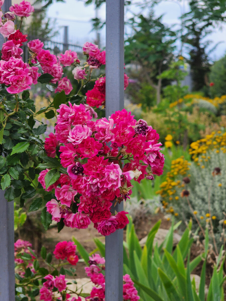 Розы цветут в Севастополе и радуют глаз, где-то на Античном