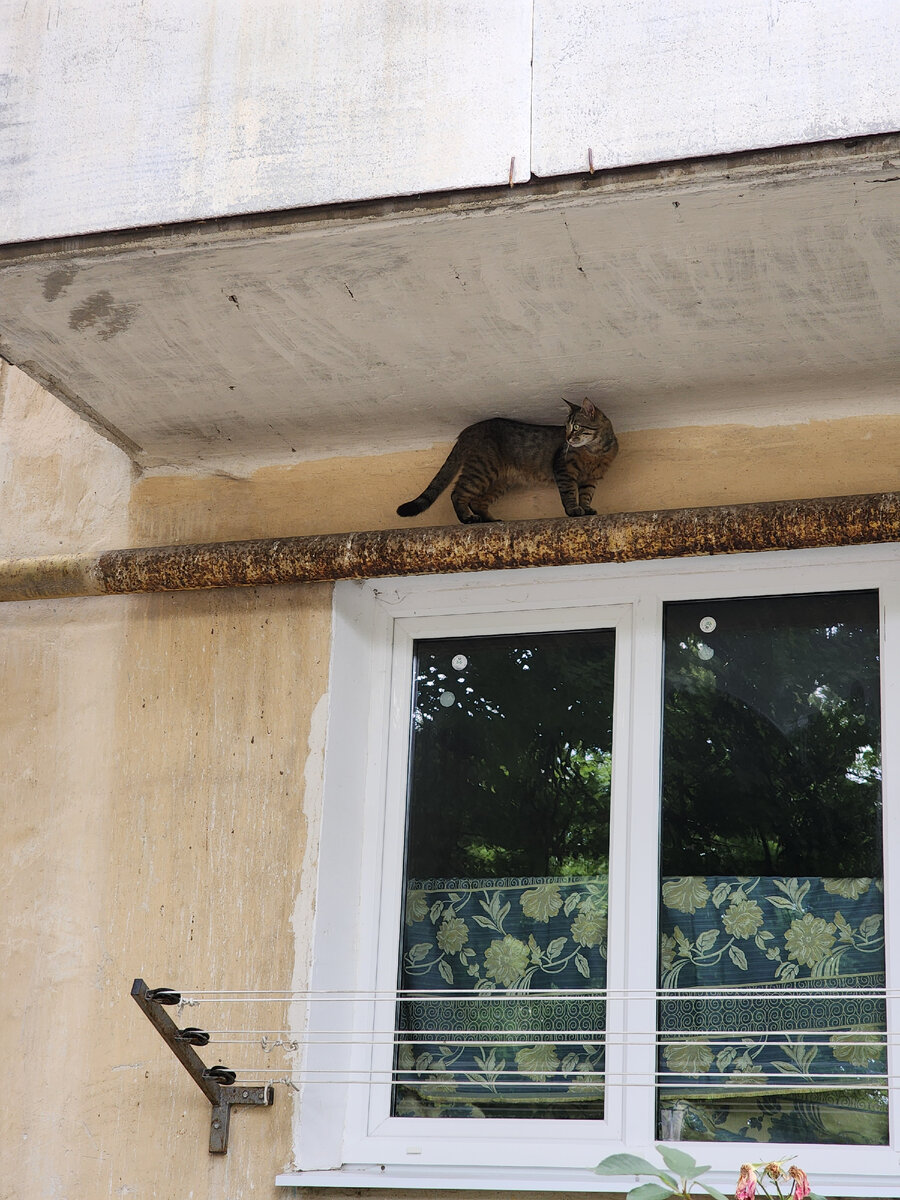 Кошечка тоже убежище нашла))