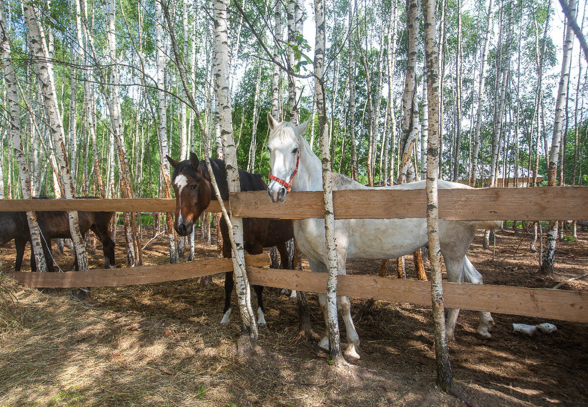 Конный двор "Троицкое". Село Троицкое, Угличский район. Ярославская область. Фото автора статьи 