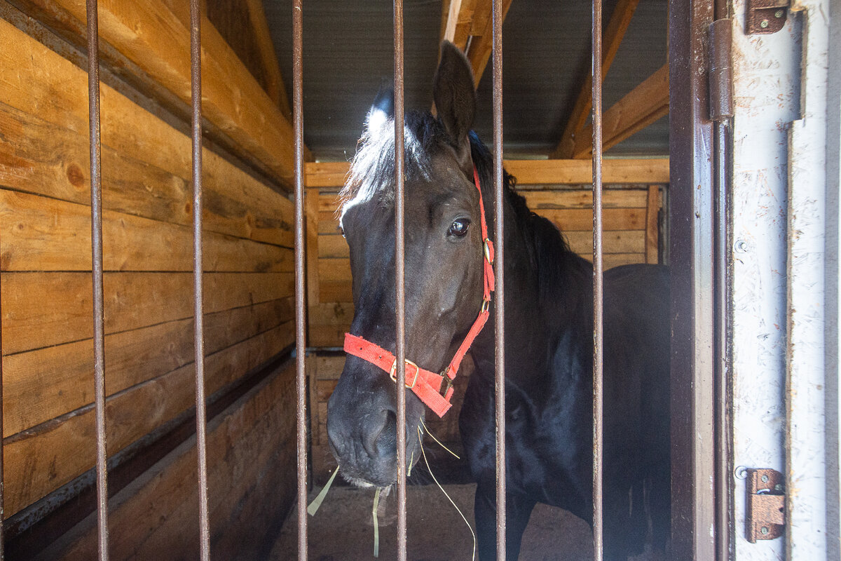 Конный двор "Троицкое". Село Троицкое, Угличский район. Ярославская область. Фото автора статьи 