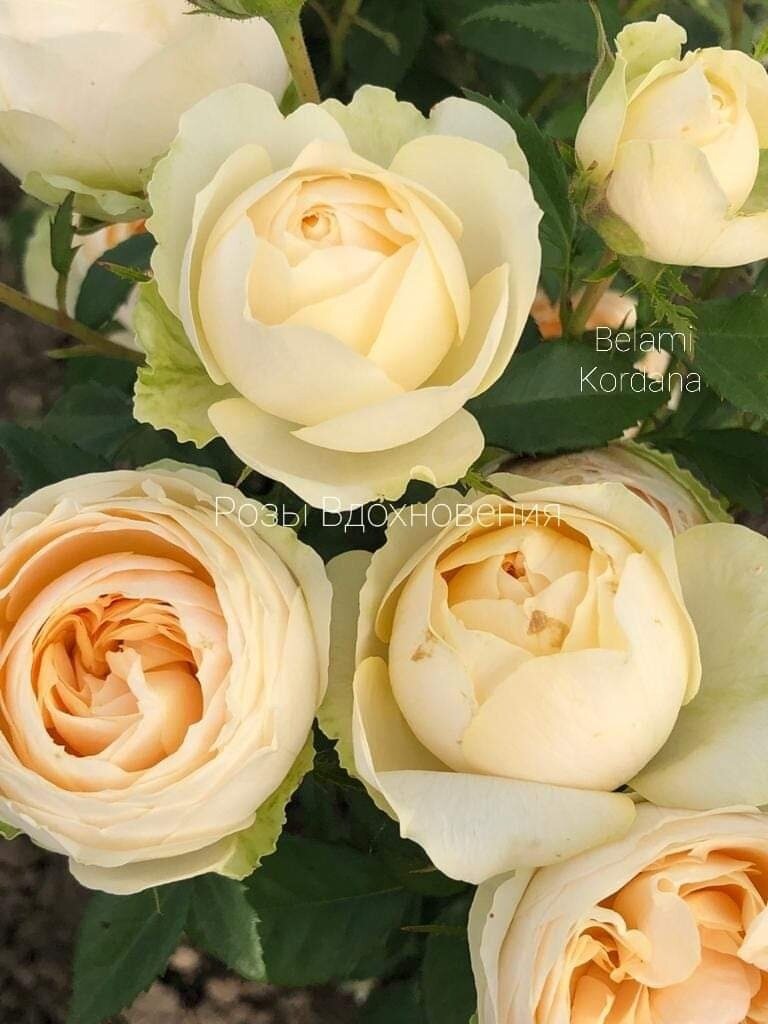 Роза Белами Кордана (Belami Kordana), Кордес Фото из интернета