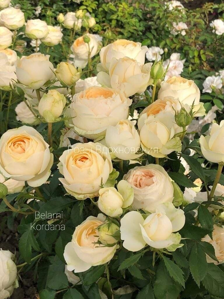Роза Белами Кордана (Belami Kordana), Кордес Фото из интернета