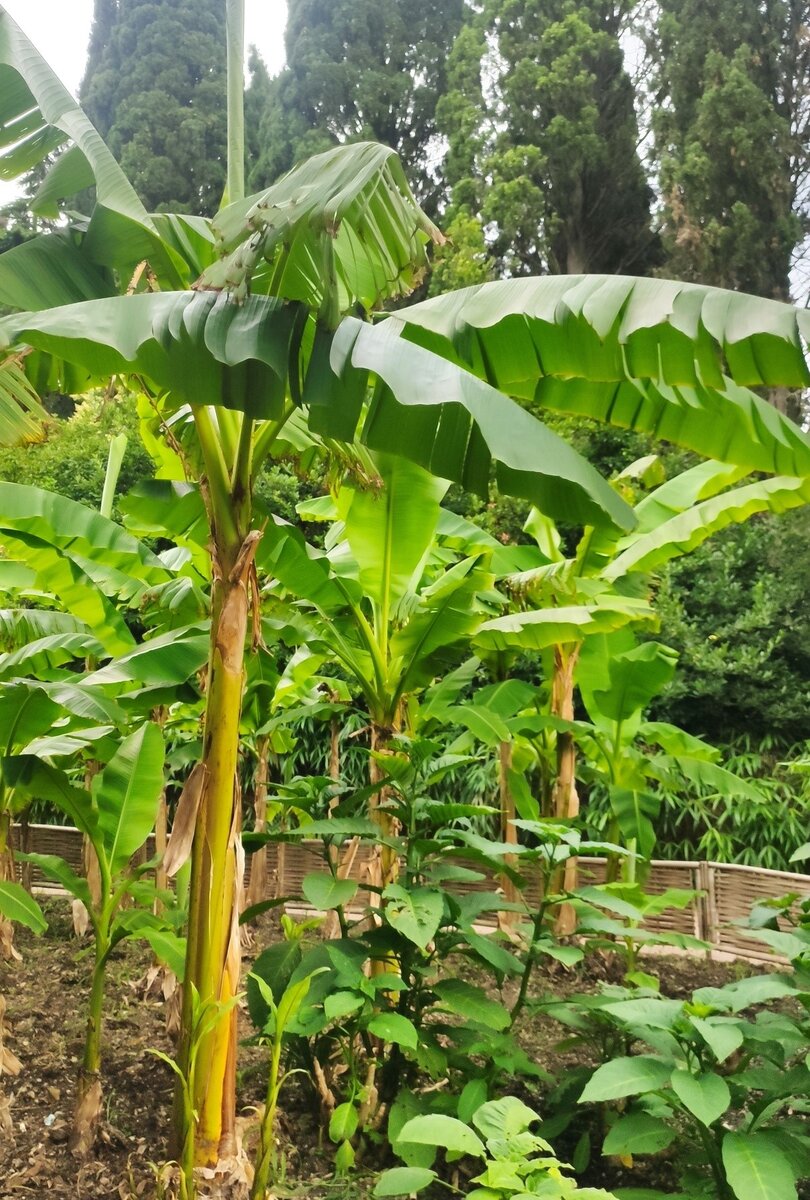 Банан (Musa)