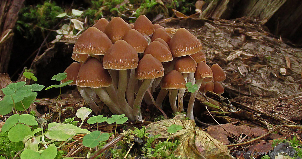 "У вас хруплянка!", или Знакомство с многоликой псатиреллой