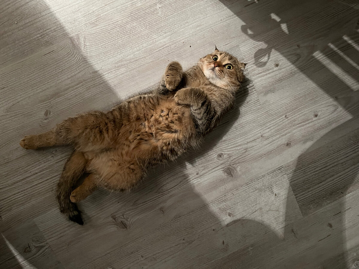 Это наш кот Семён. Часто гостит у мамы мужа.